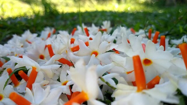 Fallen Night Jasmine Flowers on the Ground with Soft Natural Light. Night Jasmine Morning Flowers Cinematic video.