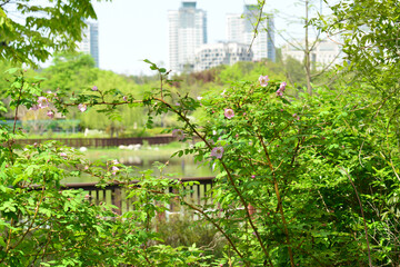 Rosa suavis tree forming a deciduous shrub with ridged branches, pink to white spring flowers, and red summer fruit in Korean forests