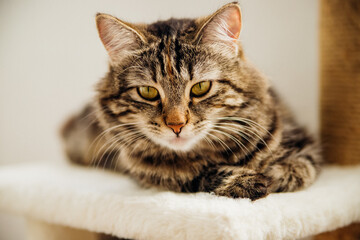 Portrait of a striped domestic cat. Close-up of a cat's face.