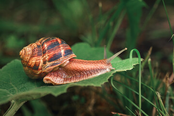 A small, brown and white snail is on a leaf
