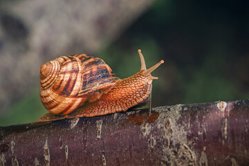 A small brown and white snail is on a tree branch