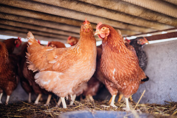 A group of red-feathered chickens in a special pen, poultry farm, poultry, agriculture.