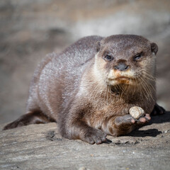 Small Otter Holding a Rock in its Paw