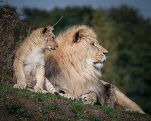 Fototapete bei efototapeten.de bestellen   