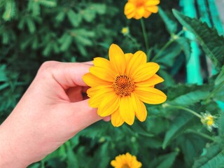 Hand gently holding yellow flower. Close-up of a hand delicately holding a bright yellow daisy flower against blurred green foliage background, symbolizing tenderness and nature connection.