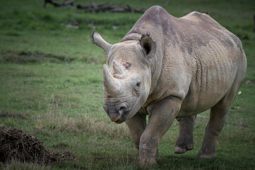 Obraz premium Young Black Rhinoceros Standing in a Field