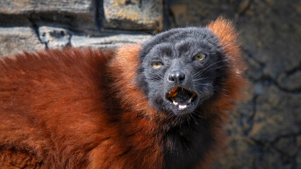 Fototapeta premium Red Ruffed Lemur