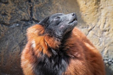 Fototapeta premium Red Ruffed Lemur
