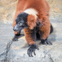 Fototapeta premium Red Ruffed Lemur