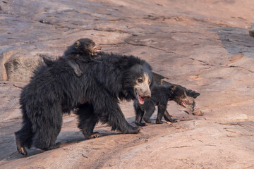 Sloth Bear (Melursus ursinus)