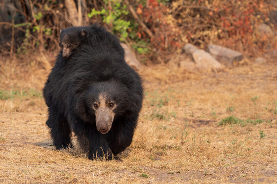 Sloth Bear (Melursus ursinus)