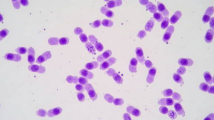 Microscopic view of purple rod-shaped biological structures on white, highlighting cellular activity