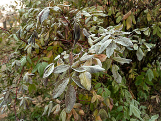 Young hoarfrost covers delicate green rosehip leaves. First frost.