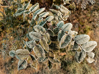 Young hoarfrost covers delicate green rosehip leaves in early morning. First frost.