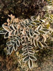 Young hoarfrost covers delicate green rosehip leaves in early morning. First frost.