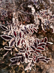 Young hoarfrost covers delicate red rosehip leaves in early morning. First frost.