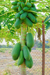 Green papaya fruits hanging on a tropical papaya tree.