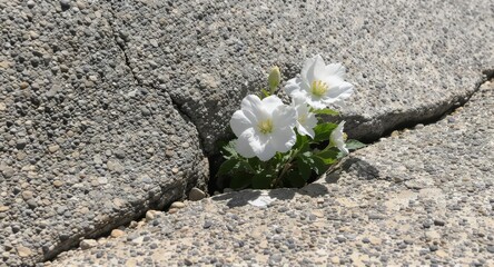 White flowers growing through cracked concrete showing resilience