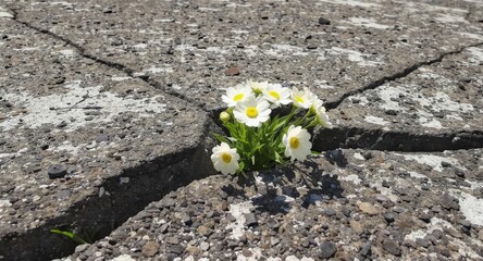 White daisy flowers growing through concrete crack