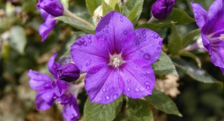 Purple flower petals with fresh water drops