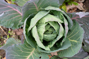 Fresh black cabbage head growing in the garden.
