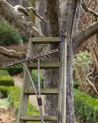 Wooden ladder leaning against a large tree in a tranquil garden setting during early spring