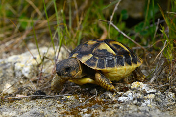juvenile Hermann's tortoise // junge Griechische Landschildkröte (Testudo hermanni) - Menorca, Balearic Islands, Spain