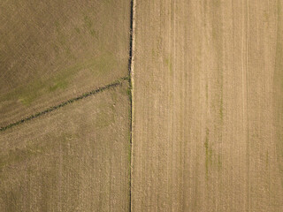 Cereal field sown in late autumn. Aerial view