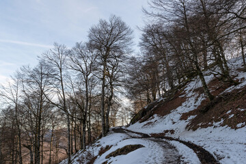 Snowy path under bare trees. Mountains of Quinto Real, Navarre.
