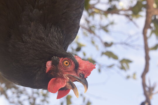 Galinha preta de ponta cabe&ccedil;a prestes a ser abatida em fazenda