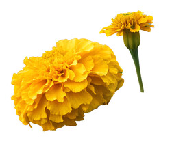 A bright yellow marigold flower in full bloom, captured with a soft blurred background, showing its rich texture and vibrant petals.