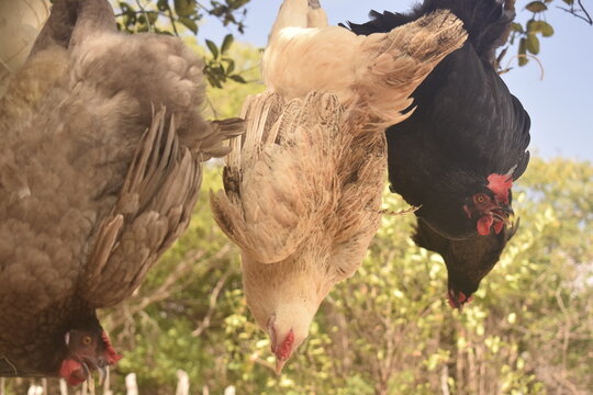 Abate de frango em granja rural, galinhas de cabe&ccedil;a pra baixo