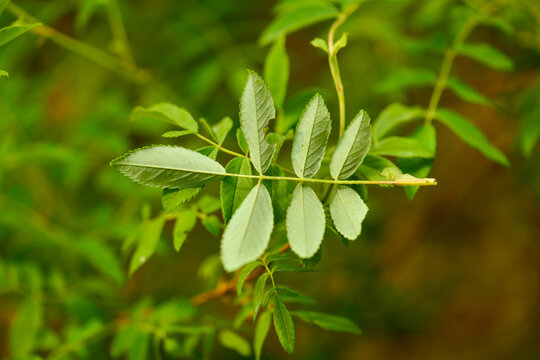 Rosa davurica tree forming a thorny deciduous shrub with pinnate leaves, spring flowers, and summer fruit in Korean mountain regions