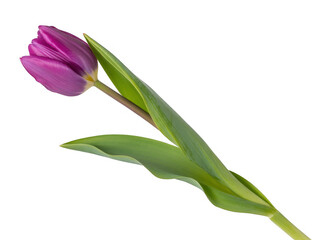 Fototapeta premium Purple tulip with green leaves isolated on a transparent background flower