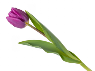 Purple tulip with green leaves isolated on a transparent background flower
