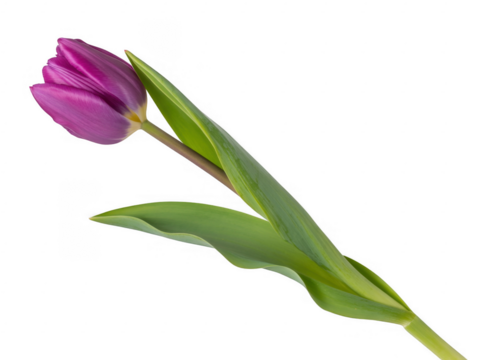Purple tulip with green leaves isolated on a transparent background flower - Powered by Adobe