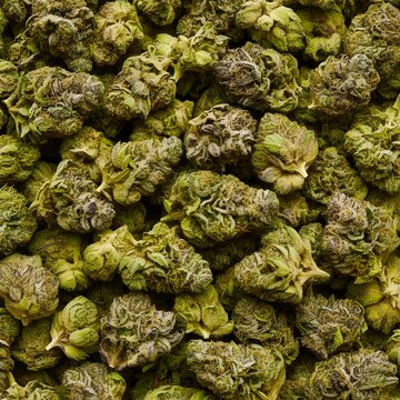 Pile of cannabis buds