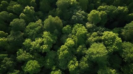 Fototapeta premium Lush Green Canopy: A Vibrant Aerial Forest Texture