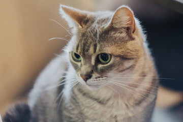 Detailed portrait of peaceful tabby with vibrant green eyes