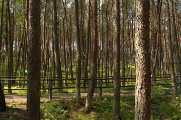 Obraz premium The Dancing Forest is a pine forest in the Kaliningrad region of the Curonian Spit National Park. Russia