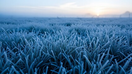 Frosty grass field at sunrise with hazy sky, capturing a serene winter morning landscape in soft, cool tones