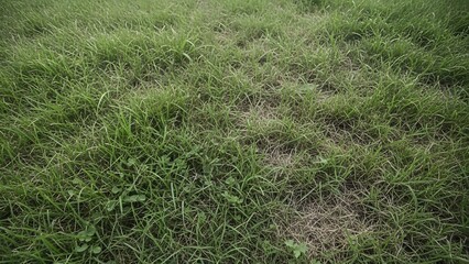 Close-up perspective of vibrant green grass blades forming a natural textured carpet, illustrating healthy lawn growth and an outdoor ground cover scene in nature