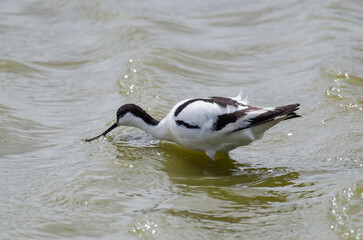 Fototapeta premium Avocette élégante