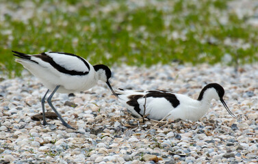Fototapeta premium Avocette élégante