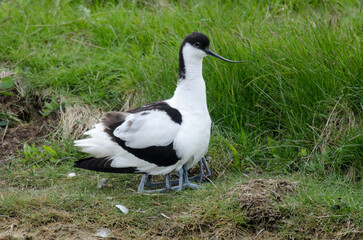Avocette élégante © JAG IMAGES