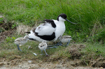 Avocette élégante © JAG IMAGES