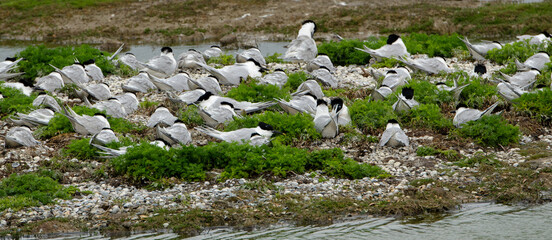 Sterne caugek © JAG IMAGES