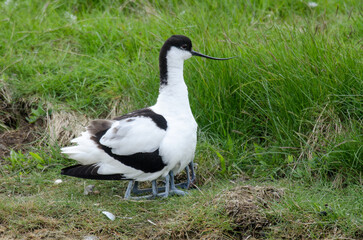 Avocette élégante © JAG IMAGES