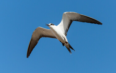 Sterne fuligineuse © JAG IMAGES