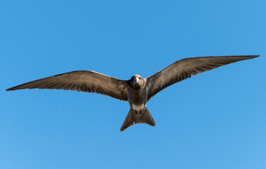 Sterne fuligineuse © JAG IMAGES